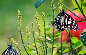 Brown Butterflies