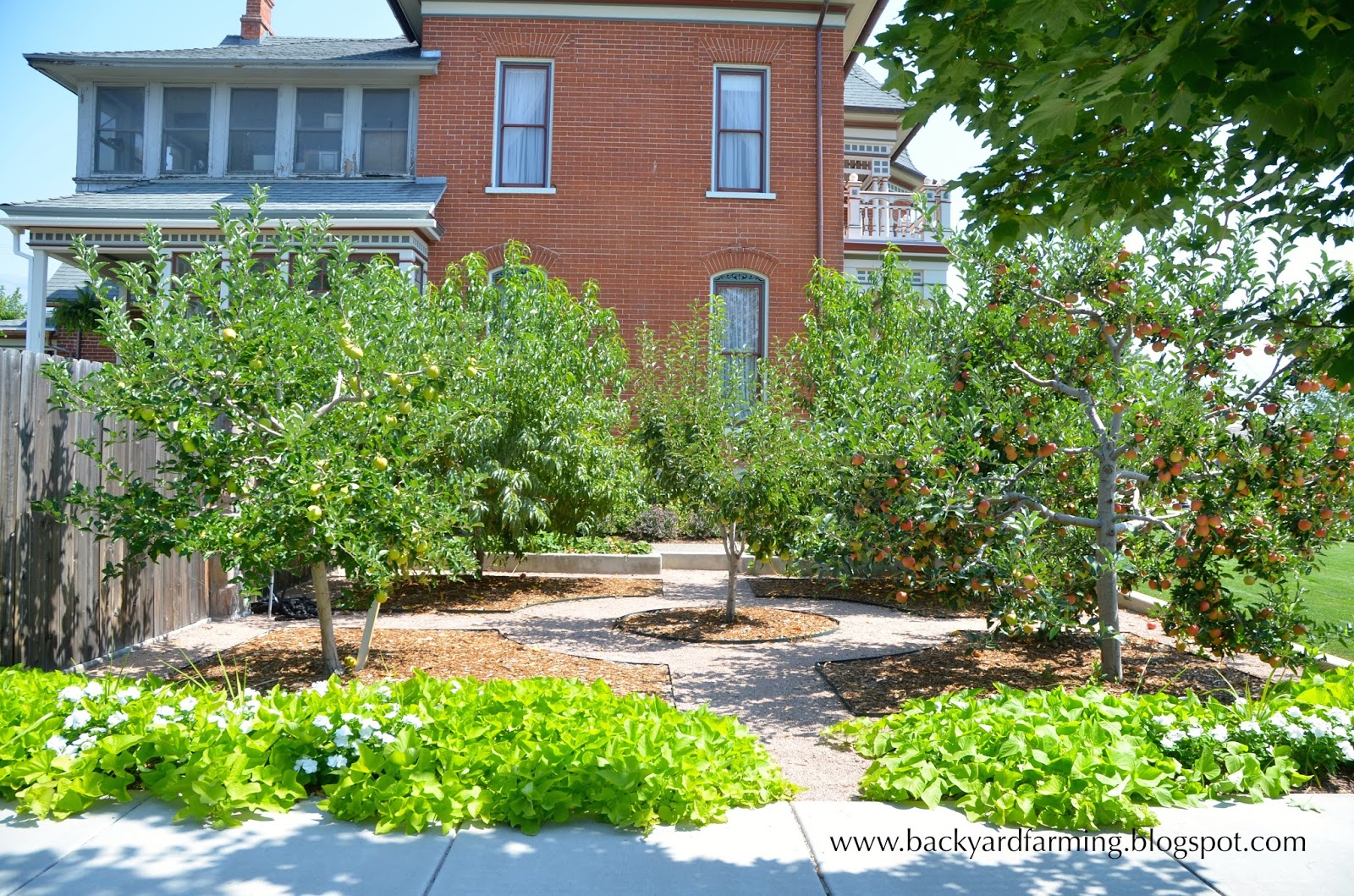 Backyard Farming: Home orchards