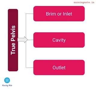 True pelvis consist of inlet, cavity and outlet