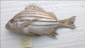 Morphological and molecular evidence for the first records and range extension of two marine fish species Pomadasys andamanensis and Siganus fuscescens to Odisha Coast, Bay of Bengal