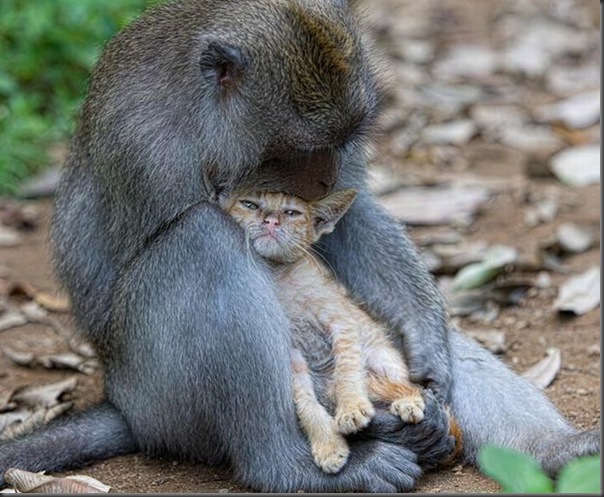 Macaco adota um gatinho