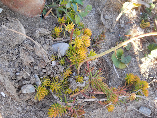 sedum rupestre en su habitat