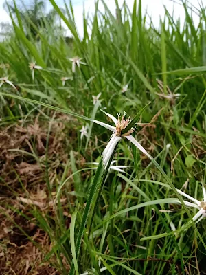 Estrellita - Rhynchospora nervosa