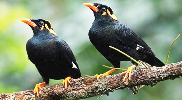 Beautiful Pictures of Myna Birds - Dove, Cuckoo, Myna, Tit, Pigeon, Kingfisher, Cockatoo, Beautiful Pictures of Birds - birds - NeotericIT.com