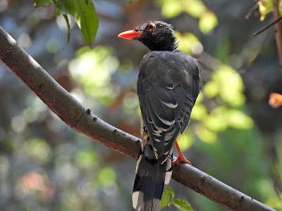 Juvenile Red-billed Blue Magpie