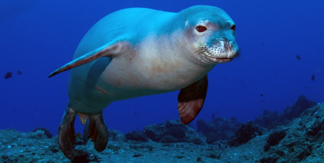 Foca monje y biologia