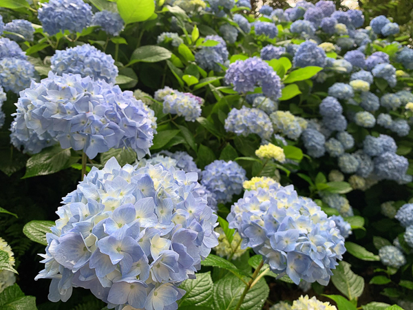 台中和平福壽山農場鴛鴦湖繡球花繽紛盛開，湖畔繡球花牆好美好拍