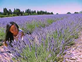 Luberon Lavender