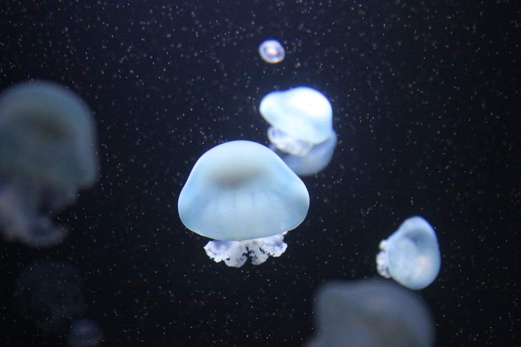 medúzy v berlínském akváriu