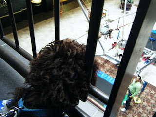 Alfie, on upper level, pokes his nose thru the bars to watch a boy on the bungee ride