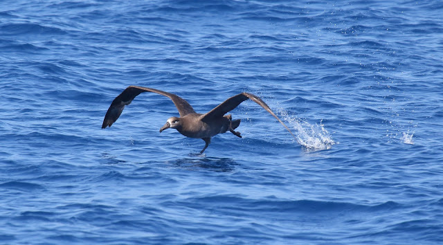 Black-footed Albatross