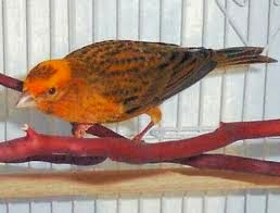 Kenari Lizard (Lizard Canary) lengkap dengan Gambar Lizard dalam bahasa inggris artinya kadal Kenari Lizard (Lizard Canary) lengkap dengan Gambar