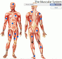 Muscular System Label Game