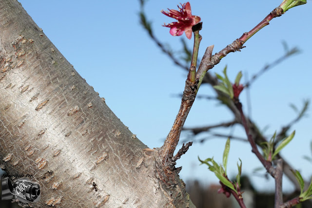 Fotografia com um tronco de arvore brilhante e rogoso. Uma macro para inaltecer  a beleza da árvore.