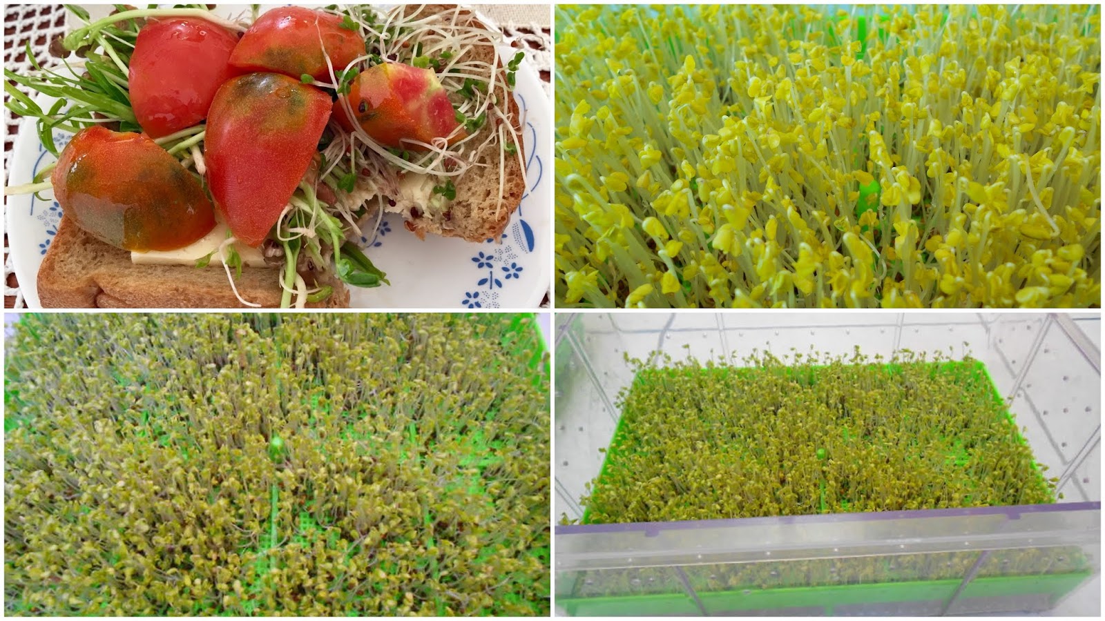 花椰菜注意事項 西蘭花椰菜花 綠花椰菜種植 綠花椰 花椰菜種植注意事項 芽菜自己在家簡單種 有機無毒自己來把關 隨意窩xuite日誌