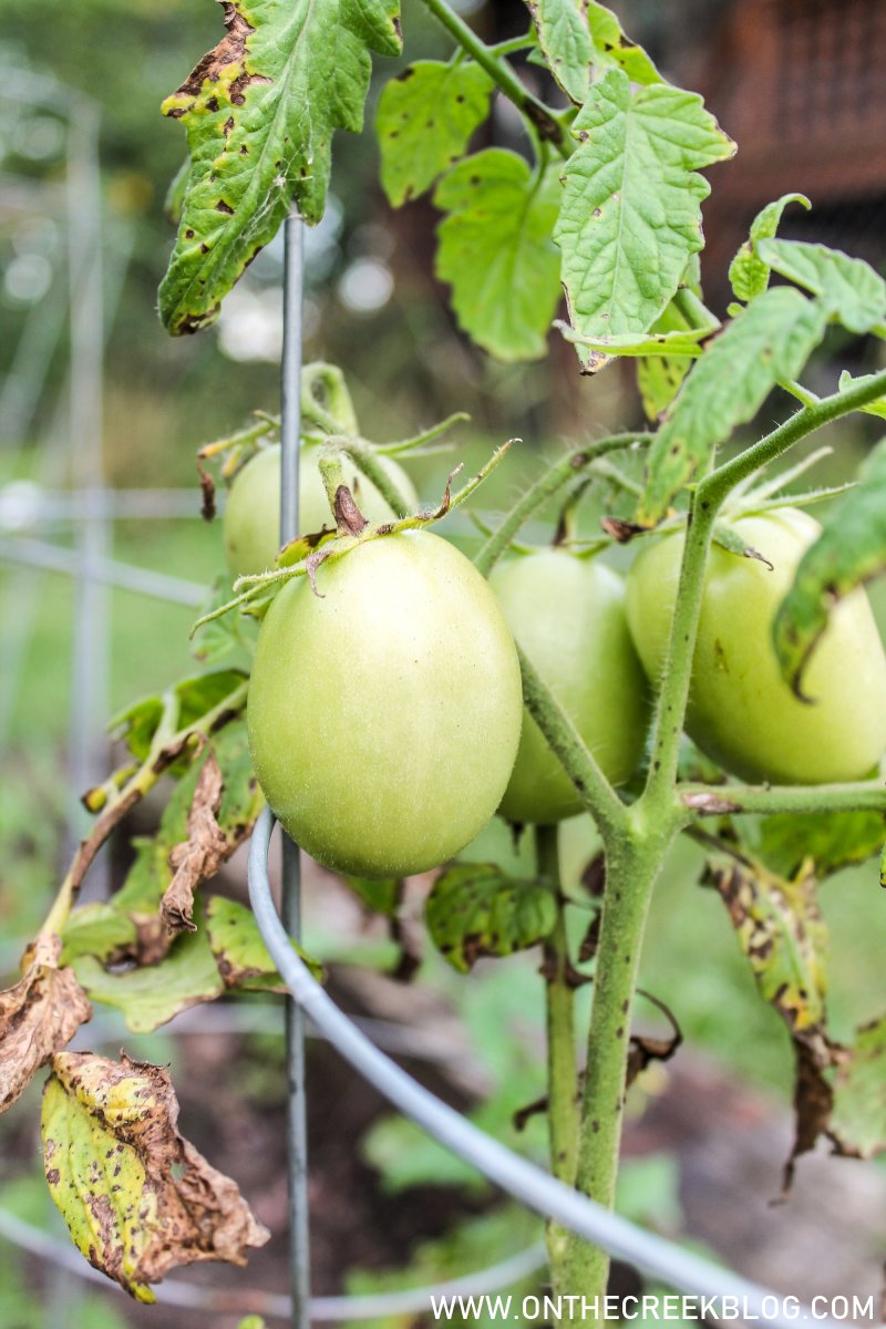 tomatoes growing in the garden | On The Creek Blog