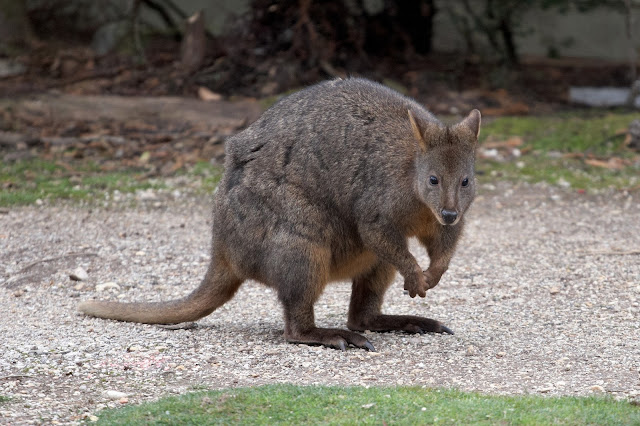 A Tasmanian Pademelon (similar to Wallaby) near the cottages in Corinna