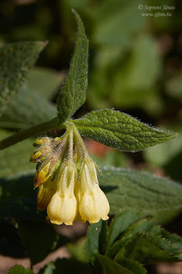 Gumós nadálytő - Symphytum tuberosum