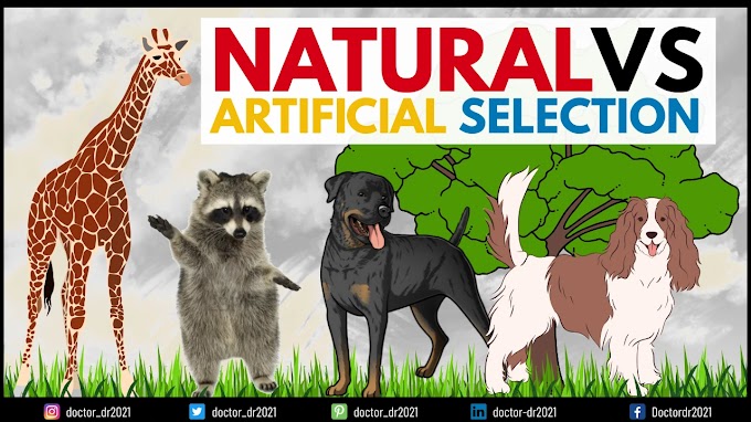 Natural vs Artificial Selection: Definitions, Key Differences, and Real-World Examples
