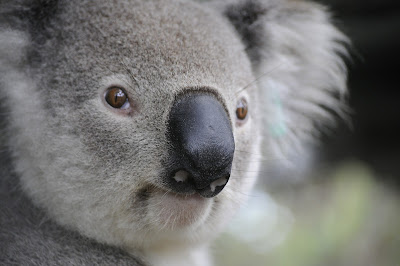 Kumpulan Wallpaper Koala Lucu HD 
