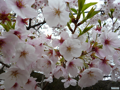 染井吉野