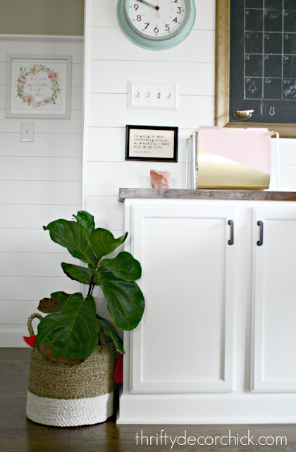 How to fix brown or yellow leaves on fiddle leaf 