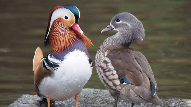 mandarin ducks
