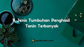 11 Jenis Tumbuhan Penghasil Tanin Terbanyak