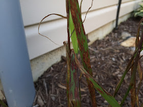 Fungus on Shenandoah Switch Grass