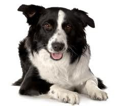 Border Collie Dog Breeds
Border Collie Dog Breeds