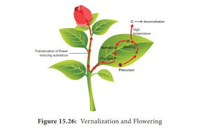 Vernalization in plants, Vernalization Definition, Vernalization meaning