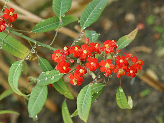 Euphorbe éclatante - Euphorbia fulgens