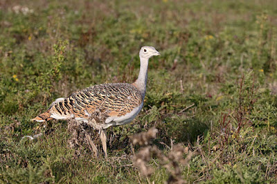 Indian Bustard