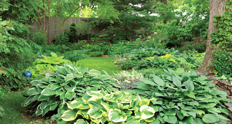 100% Natural Hardwood Mulch: Shade Gardens