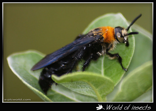 wasp picture