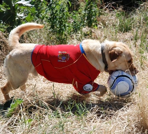 adoptar animales perros gatos abandonados