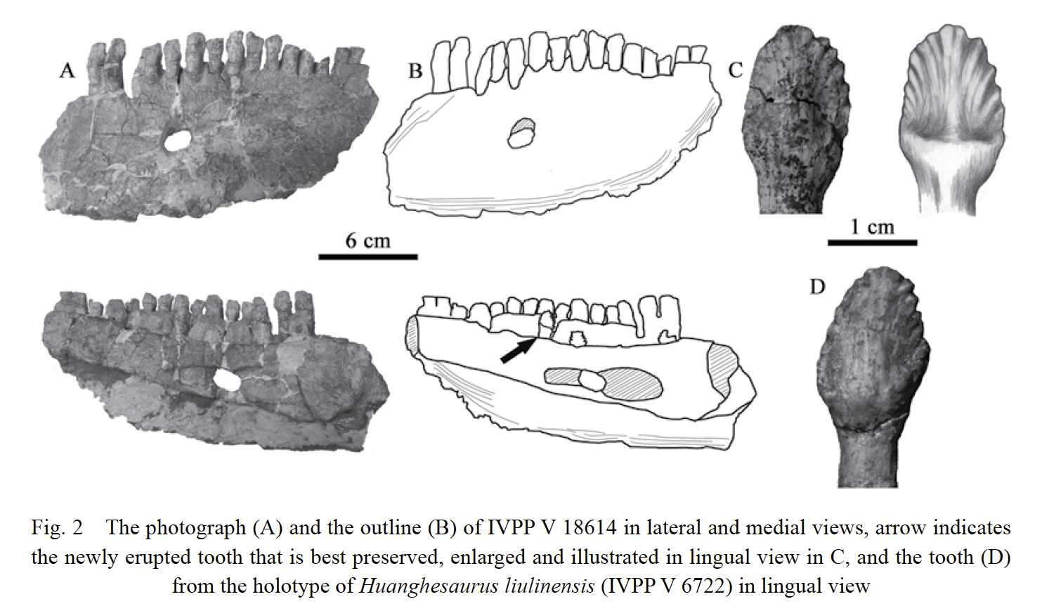 The Dragons Tales  New Pareiasaur Fossils From Changhsingian