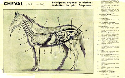 Anatomie cheval