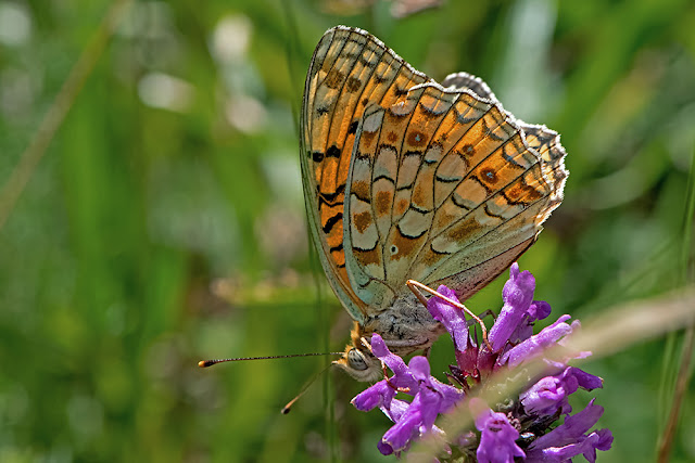 Argynnis niobe the Niobe Fritillary butterfly