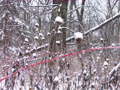 Snow Raspberries Echinacea