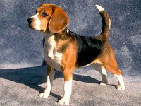 Beagle Dog Animal Pictures