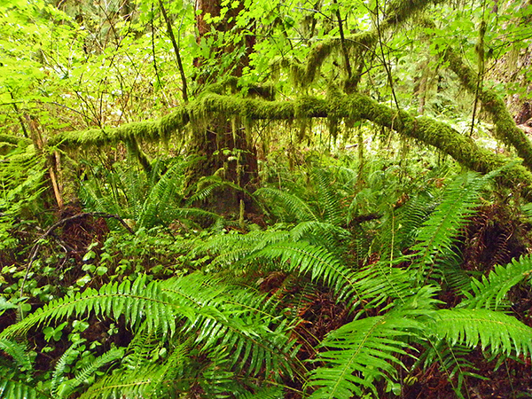 Rainforest greenery: ferns, moss, saplings, etc