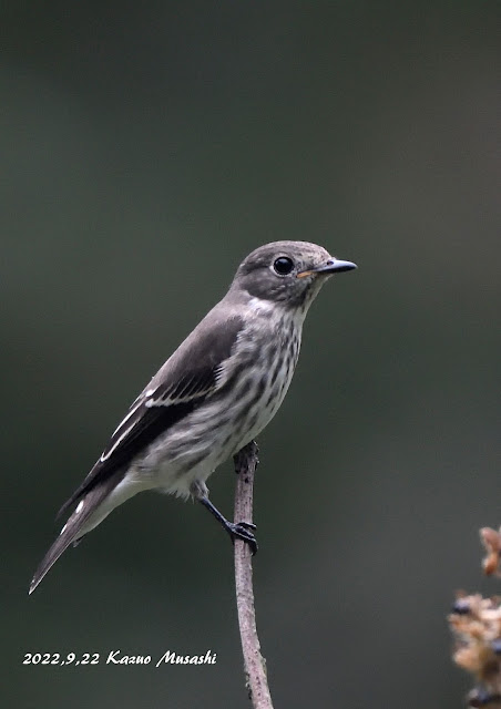 宮城の野鳥