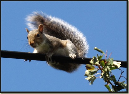 Grey Squirrel