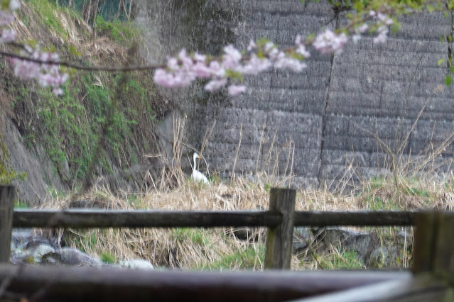 鳥取県西伯郡伯耆町小林 マウンテンストリームきしもと