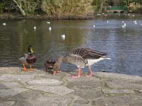 Ducks at Poole Park