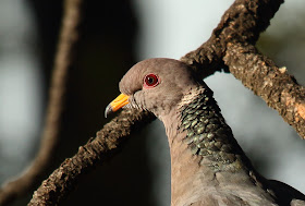 Band-tailed Pigeon portrait