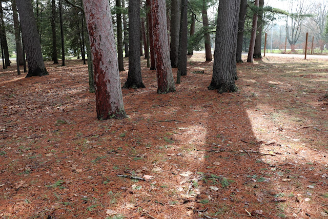 Canadian woods at Galilee Centre