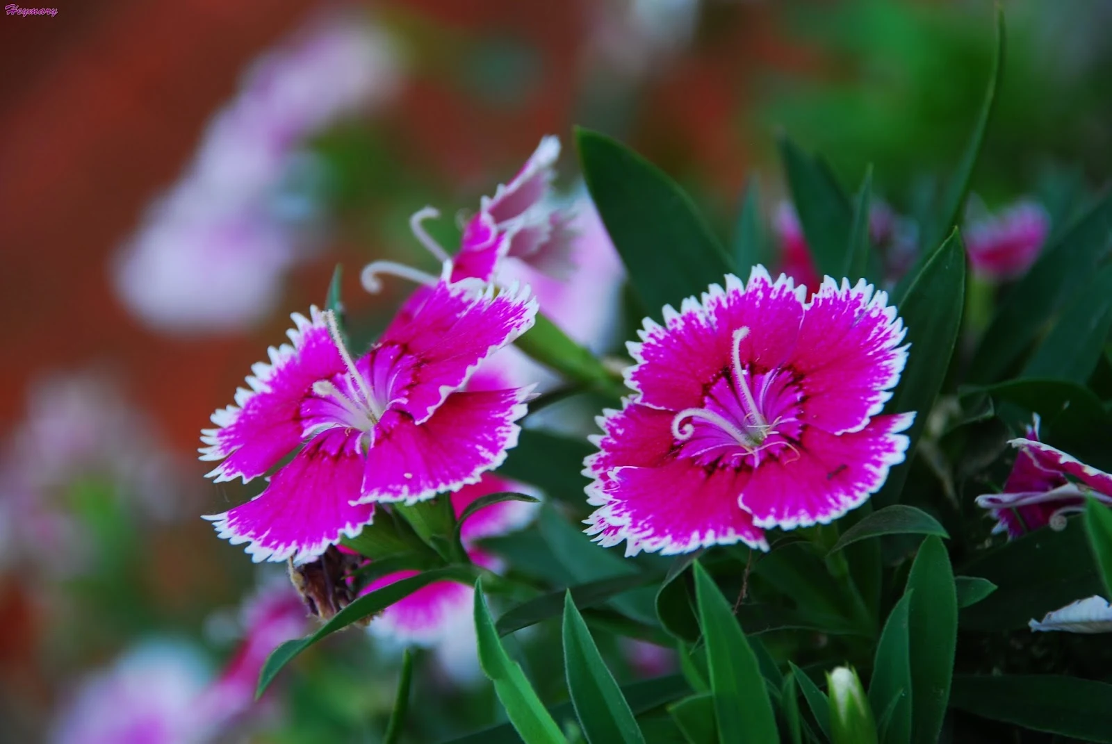 菁寮老街