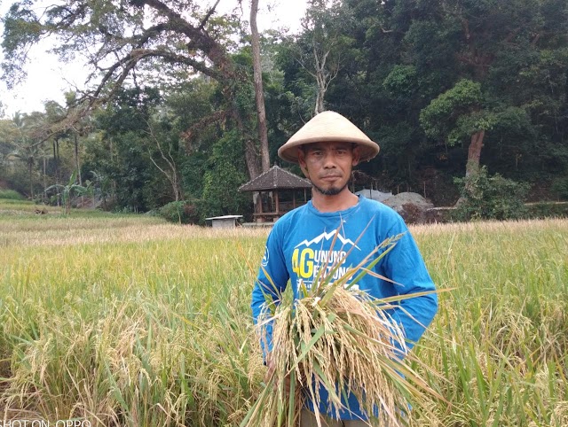 Musim Penghujan Pendek, Petani Muda Asal Gedangsari Kembangkan Jenis Padi Genjah Trisakti 65HST Panen